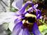 Bumblebee